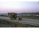 Rice straw transport