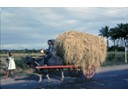 Water Buffalo (Carabao) pulling cart