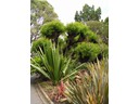 Royal Botanic Gardens