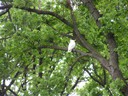 Cockatoo in Treasury Gardens