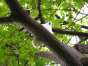 Cockatoo in Treasury Gardens