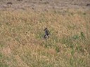 Wallaby