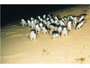 Phillip Island Penguin Parade Beach