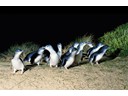 Phillip Island Penguin Parade Beach