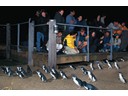 Phillip Island Penguin Parade Beach