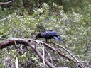 Raven