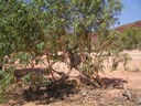 Finke Gorge National Park