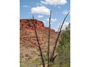 Hiking Palm Valley