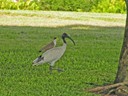 Straw-necked Ibis 
