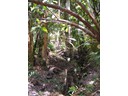 Beach Trail