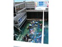Scuba Divers