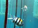 Great Barrier Reef Fish