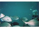 Under the Sea
