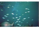 Under the Sea
