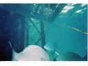 Under the Sea