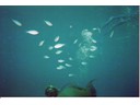 Under the Sea