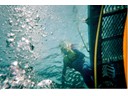 Under the Sea