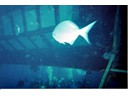 Underwater Observatory