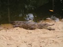 Koala Gardens