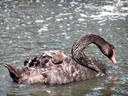 Black Swan