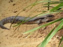 Featherdale Wildlife Park