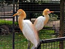 Featherdale Wildlife Park
