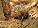 Echidna