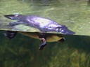 Platypus