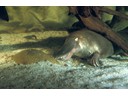 Platypus