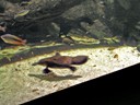 Platypus