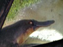 Platypus
