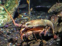 Lobster