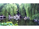 Chinese Gardens