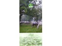 Lipica stud farm