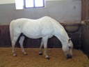 Full grown stallion