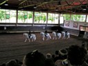 Lipica Performance Riding Hall