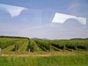 Grape field