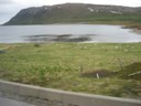 More reindeer herds