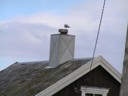 Sea gull
