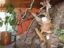 Capercaillie in restaurant, Pyhanta