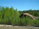 Log piles