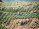 Farming along the Daning River