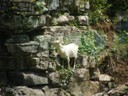 Wild goats