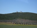 Olive Groves & Windmills
