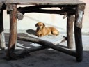 Family Pet