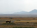 Horse drawn Hay Wagon