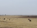 Animals gleaning Fields
