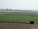 Poor Crop of Corn