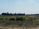 Vegetable Farming