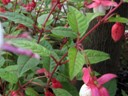 Bleeding Hearts